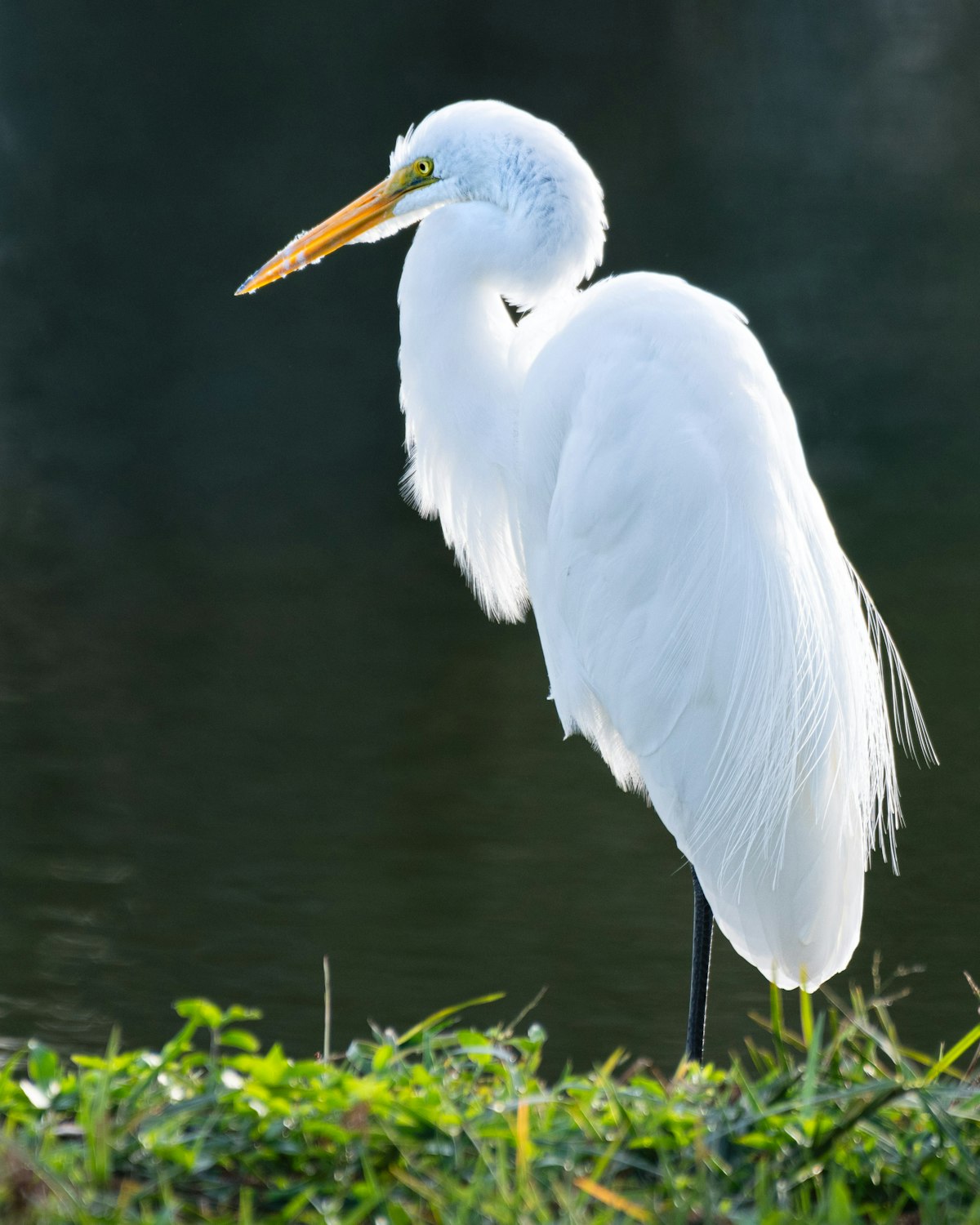 A great egret standing at the water's edge