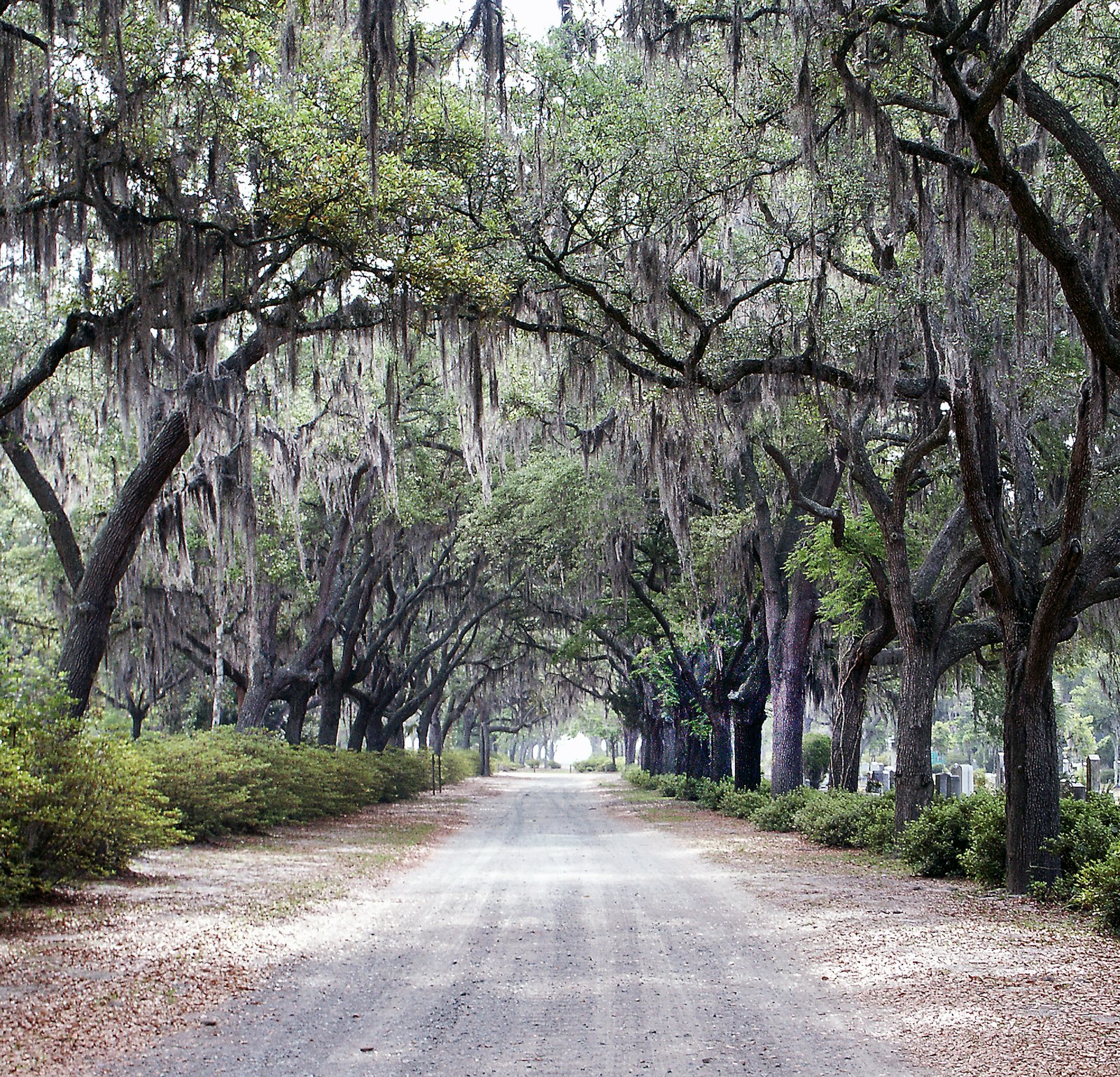 A live oak avenue draped with Spanish moss